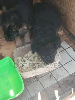 1-3 months Female Purebred German Shepherd