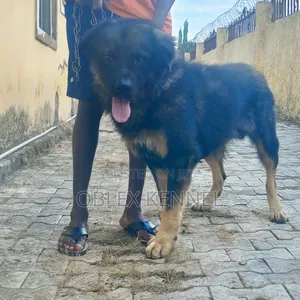 1+ year Male Purebred Caucasian Shepherd