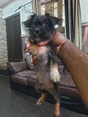 3-6 months Male Purebred Lhasa Apso