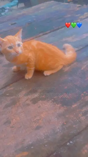 1-3 months Female Purebred Tabby