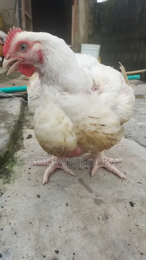 Chicken (Broilers)