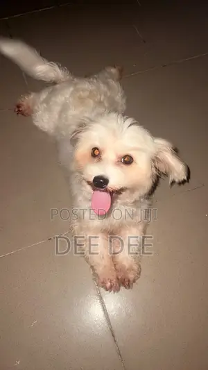 1+ year Female Purebred Lhasa Apso