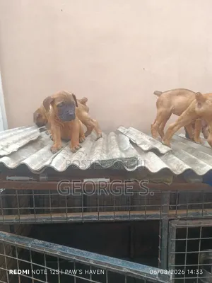 1-3 months Female Purebred Boerboel