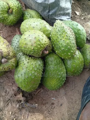 Custard Apple Available for Delivery