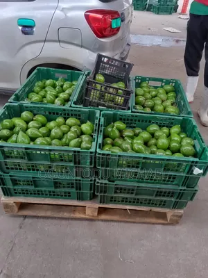 Fresh Avocado Fruit Is Available
