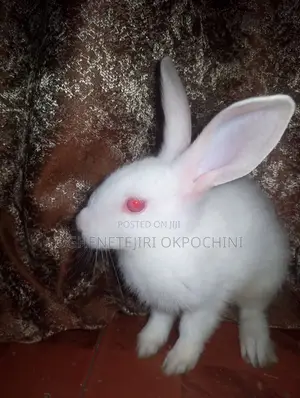 Rabbits for Sale
