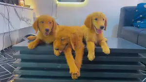 1-3 months Male Purebred Golden Retriever