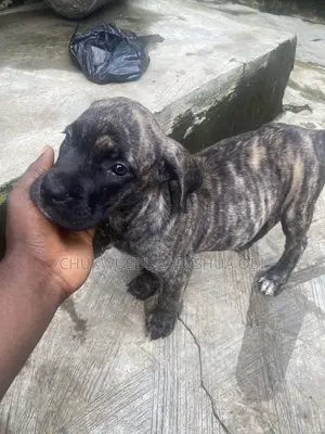 1-3 months Female Purebred Boerboel