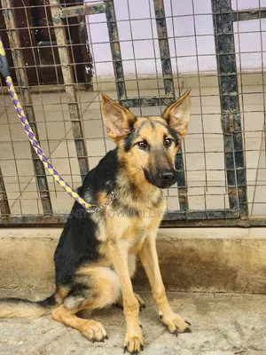6-12 months Male Purebred German Shepherd