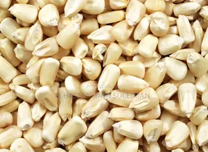 Bulk White/Yellow Maize Available