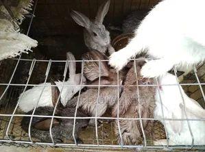 Rabbits Werner's