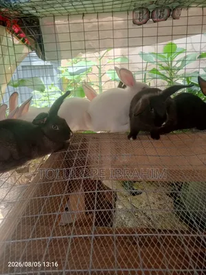 Exotic Rabbit