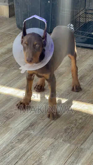 1-3 months Male Purebred Doberman Pinscher