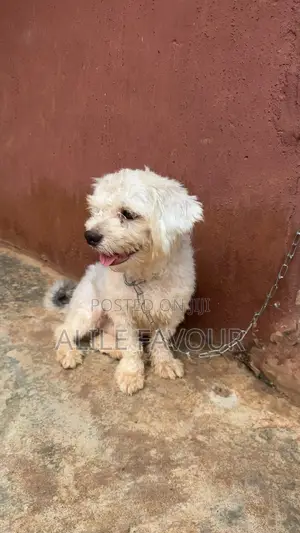 1+ year Male Purebred Lhasa Apso