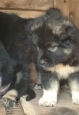 1-3 months Male Purebred Caucasian Shepherd