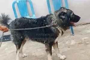 1+ year Male Purebred Caucasian Shepherd