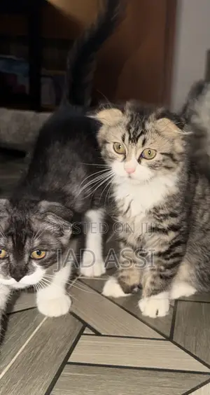 1-3 months Male Purebred Scottish Fold