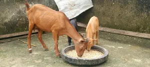Female Goat