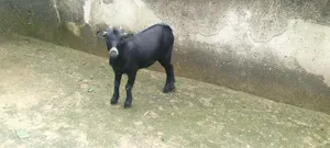 Female Goat