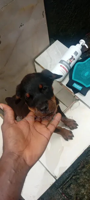 3-6 months Male Purebred Rottweiler