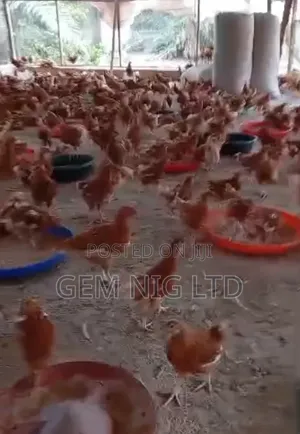 Layers Birds( Point of Cage)