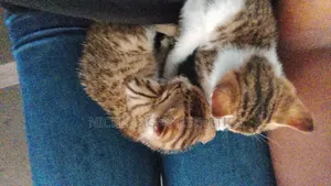 1-3 months Male Purebred American Shorthair