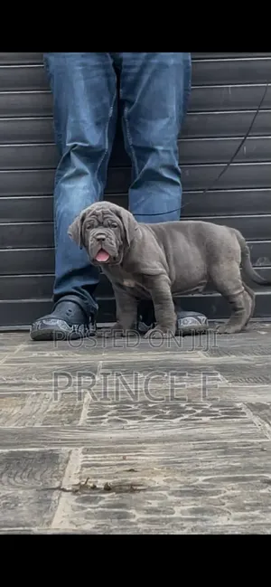 1-3 months Male Purebred Neapolitan Mastiff