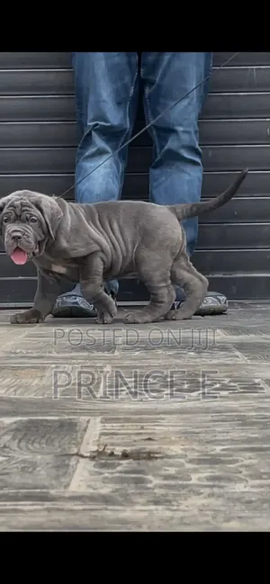 1-3 months Female Purebred Neapolitan Mastiff