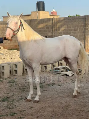 Gallant Horse Available for Gallant Pockets