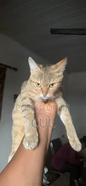 1+ year Female Mixed Breed American Shorthair