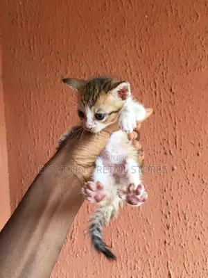 0-1 month Male Mixed Breed Cat