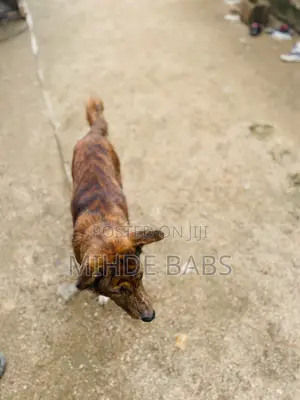 1+ year Male Mixed Breed Dog
