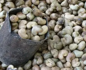 Raw Cashew Nuts