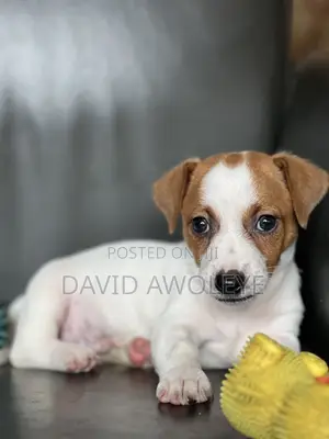 1-3 months Male Purebred Jack Russell Terrier