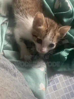 1-3 months Male Purebred Cat