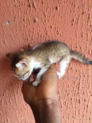 0-1 month Male Mixed Breed Tabby
