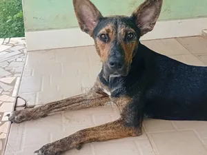 1+ year Female Mixed Breed Rottweiler