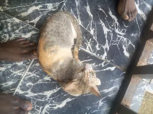 6-12 months Female Mixed Breed Cat