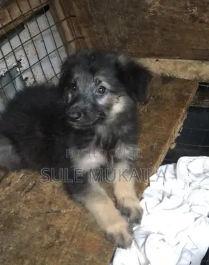 1-3 months Male Purebred German Shepherd