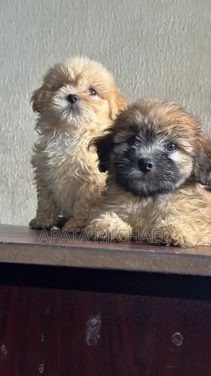1-3 months Male Purebred Lhasa Apso