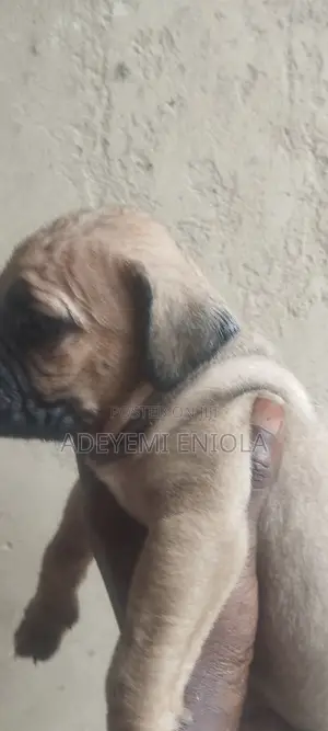 1-3 months Male Purebred Boerboel
