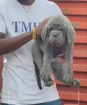 1-3 months Female Purebred Neapolitan Mastiff