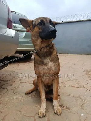 6-12 months Male Purebred German Shepherd