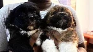 1-3 months Male Purebred Lhasa Apso
