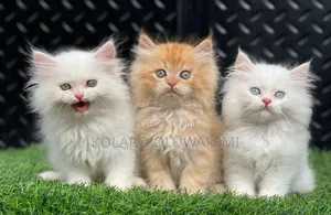 1-3 months Female Purebred Persian