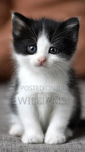 1-3 months Female Mixed Breed Cat
