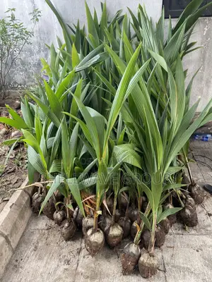 Ghana Coconut Seedlings