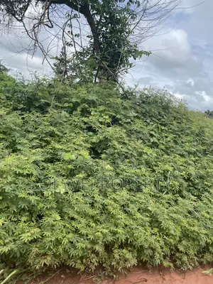 Acres of Farmland for Sale at Onicha Olona Aniocha North Delta State