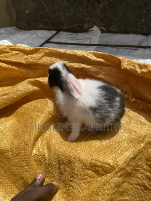 Weaners Rabbit