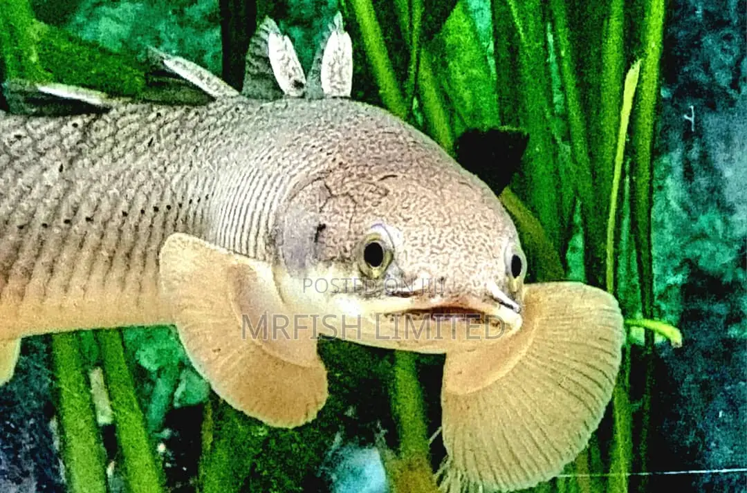 Polytyrus Fish